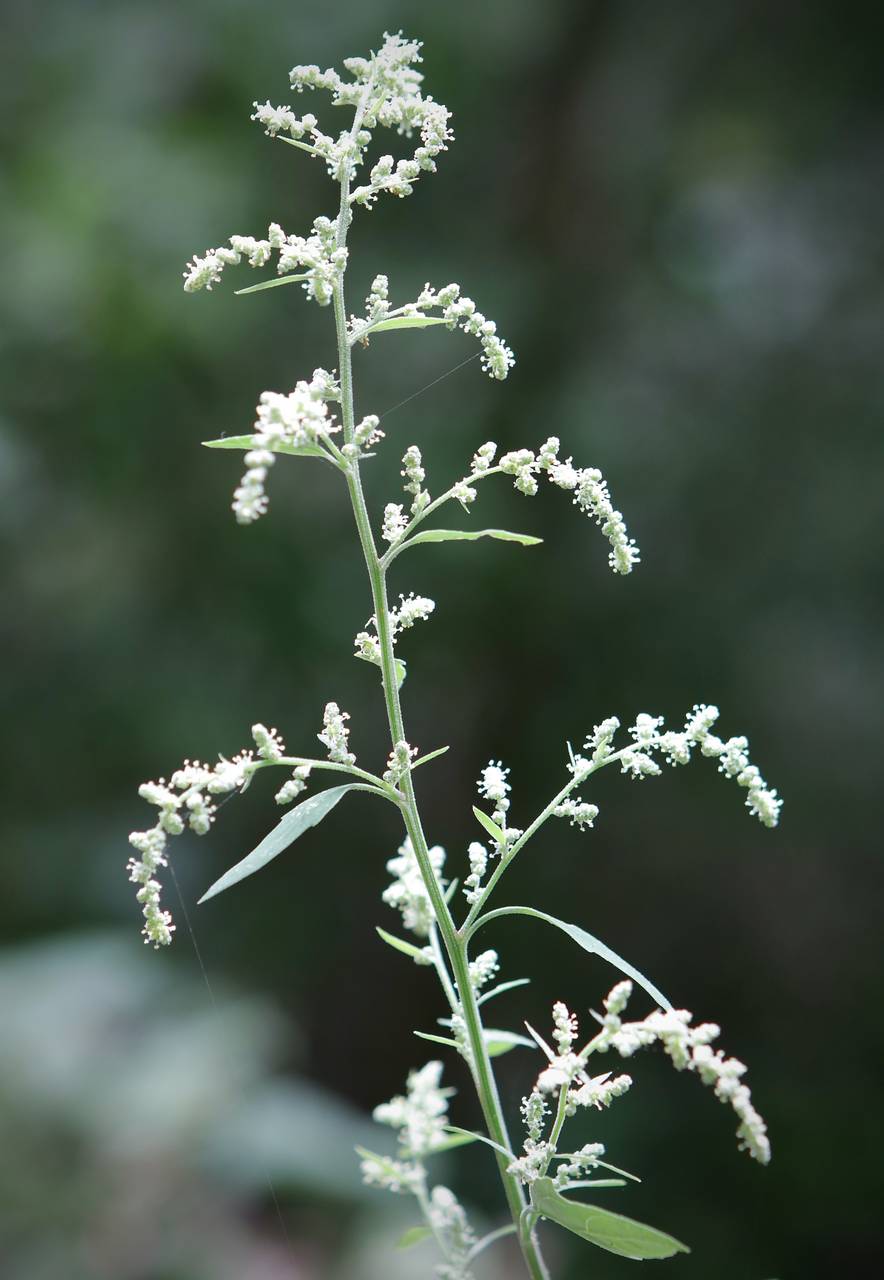 Photo of Lamb's Quarters