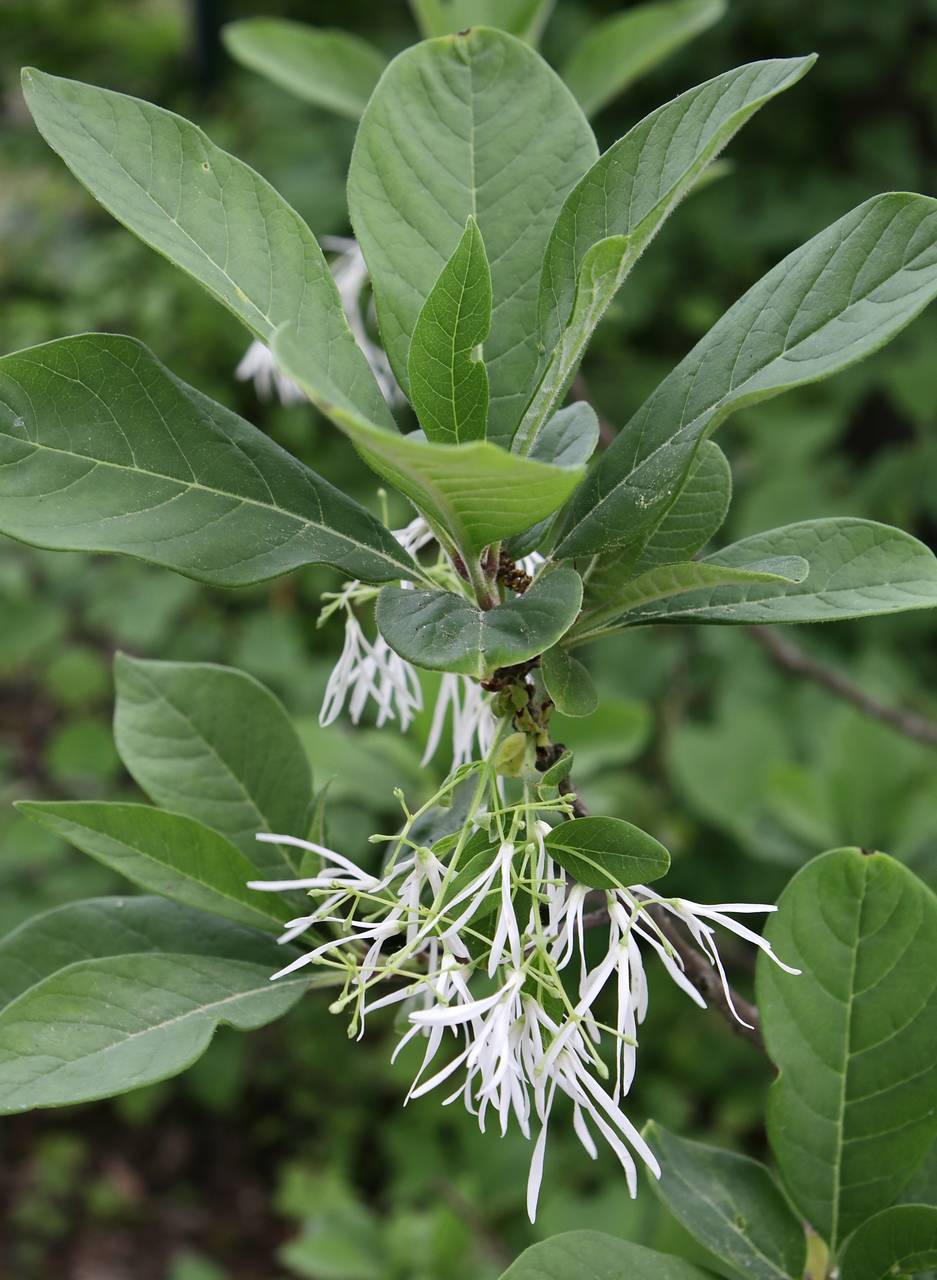 Photo of White Fringetree