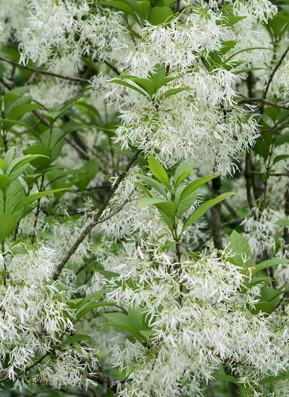 Photo of White Fringetree