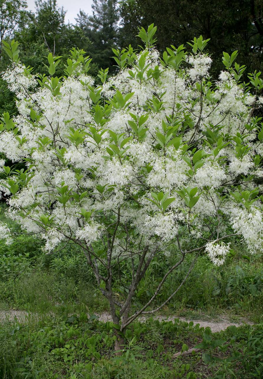 Photo of White Fringetree