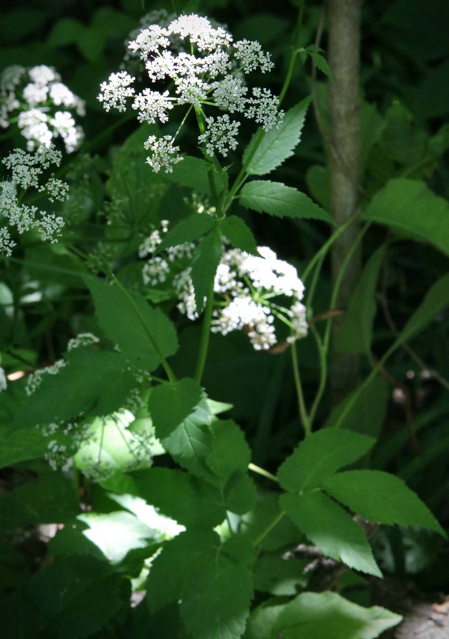 Photo of Water Hemlock