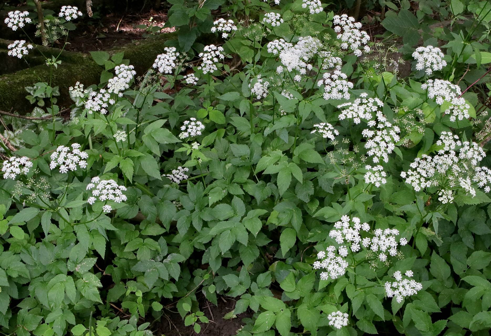 Photo of Water Hemlock