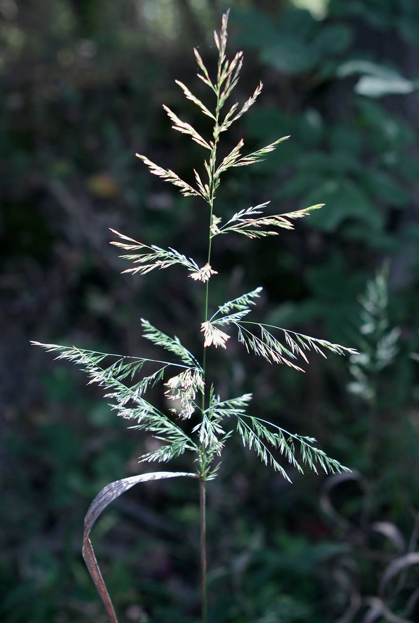 Photo of Wood Reedgrass