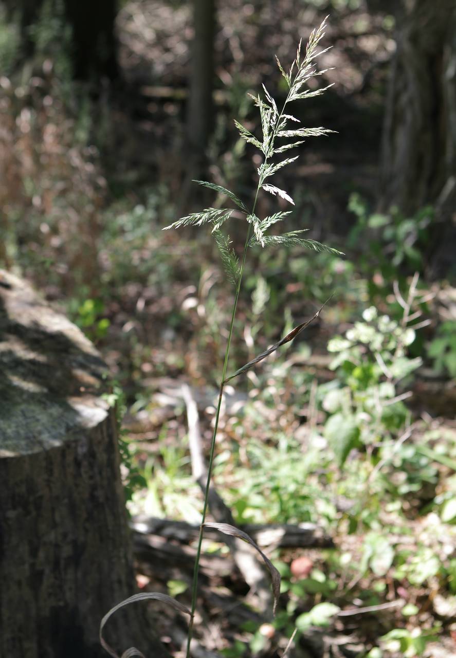 Photo of Wood Reedgrass