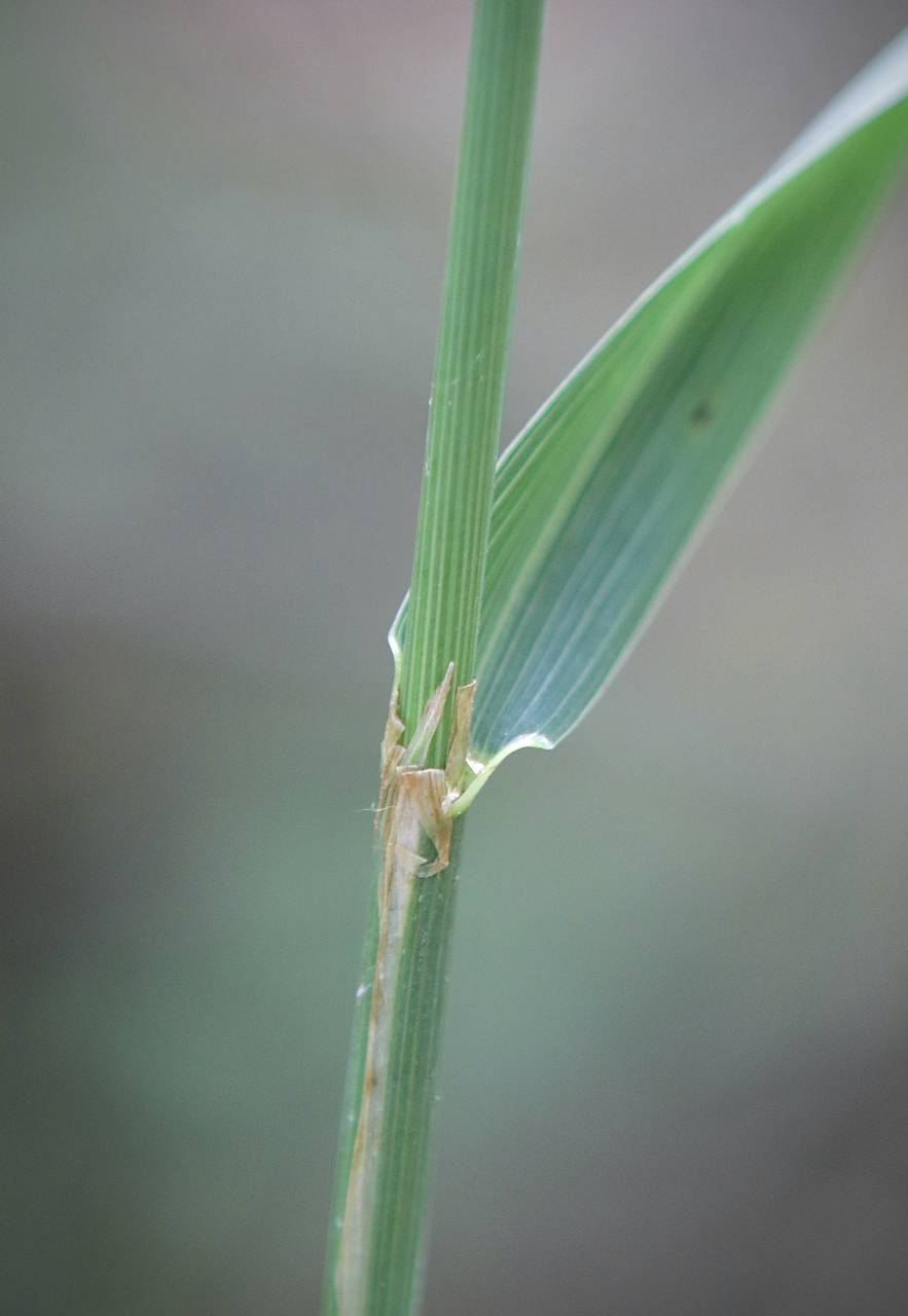 Photo of Wood Reedgrass