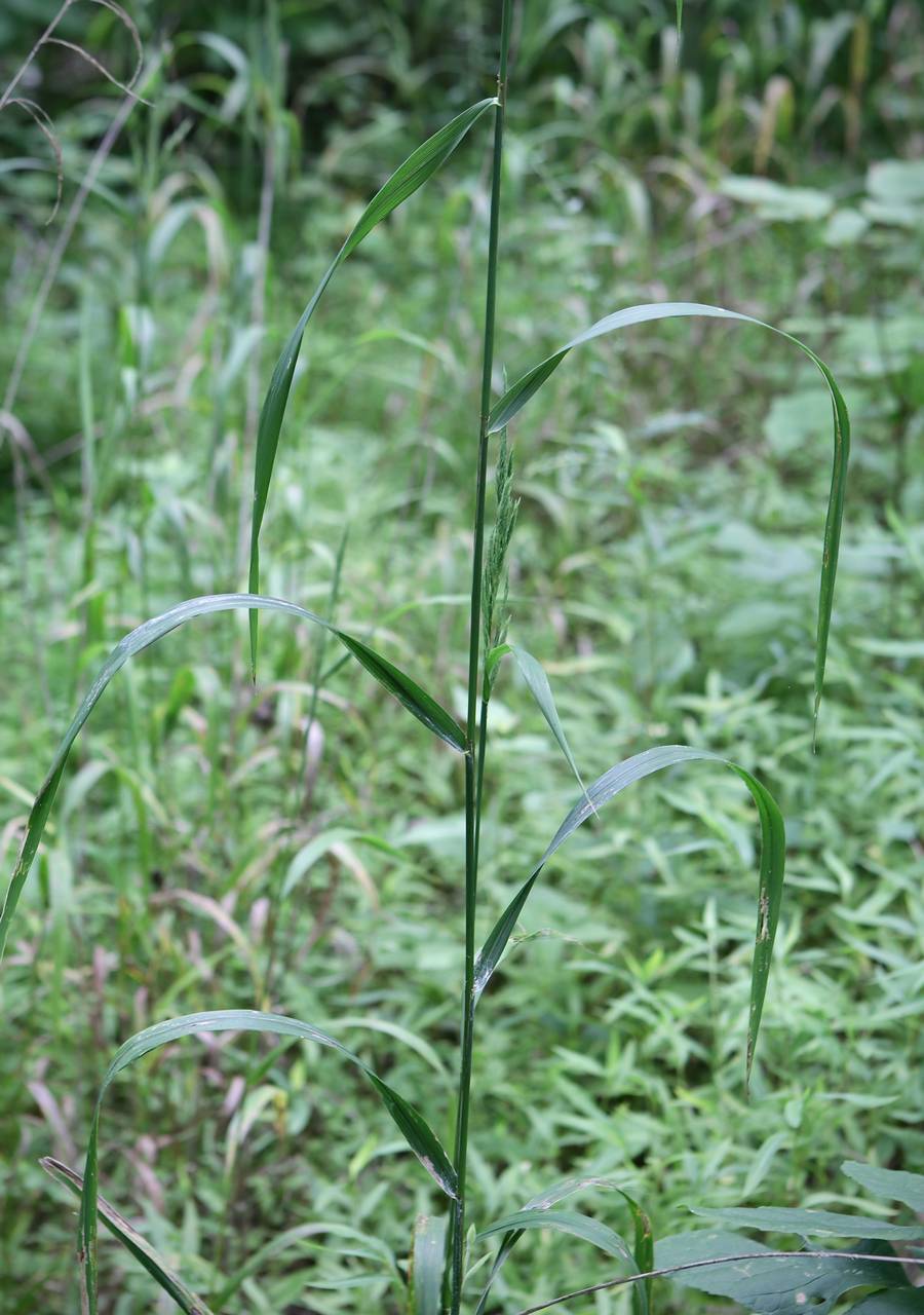 Photo of Wood Reedgrass