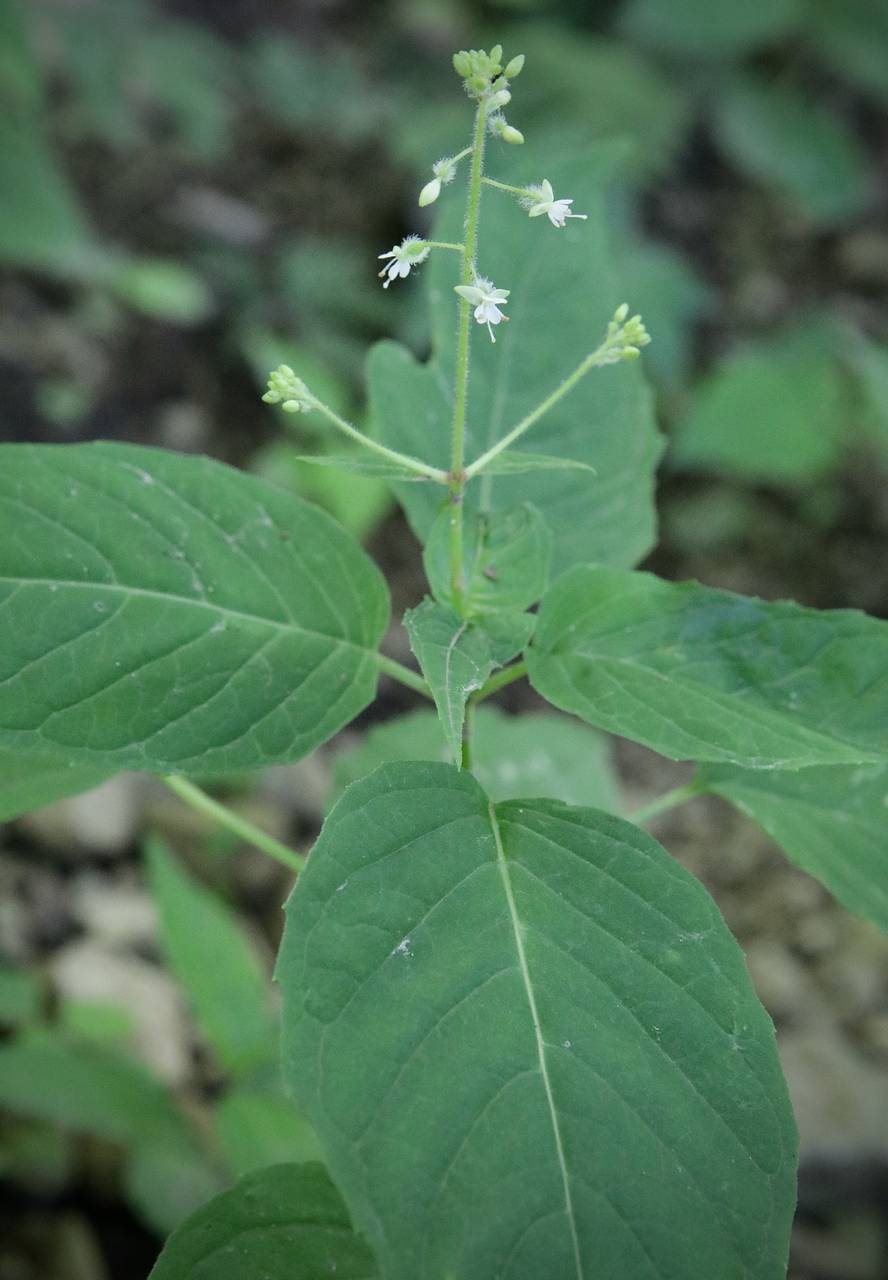 Photo of Broadleaf Enchanter's Nightshade