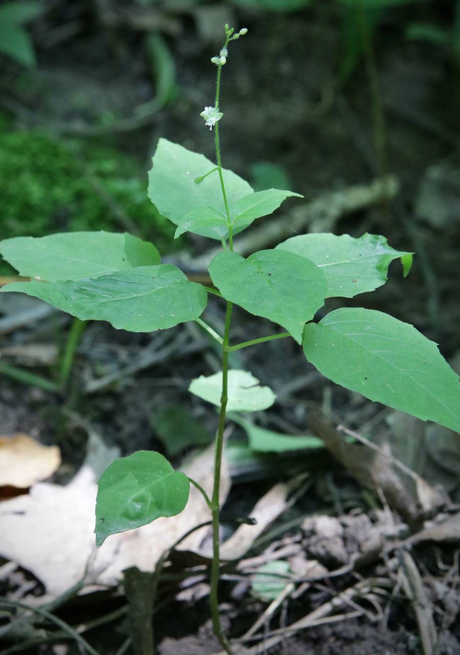 Photo of Broadleaf Enchanter's Nightshade