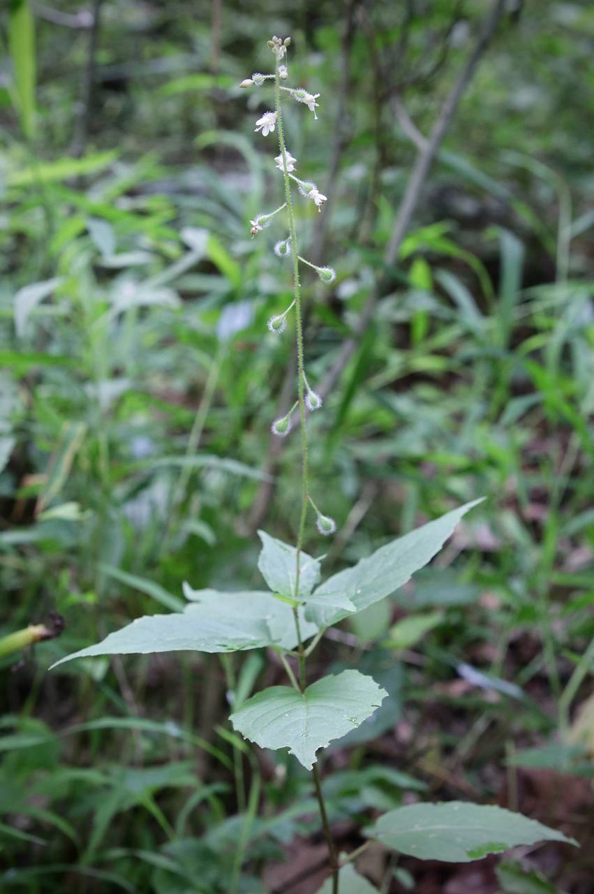 Photo of Broadleaf Enchanter's Nightshade