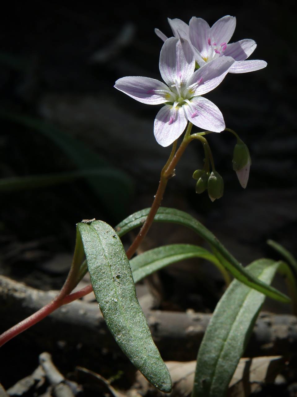 Photo of Spring Beauty