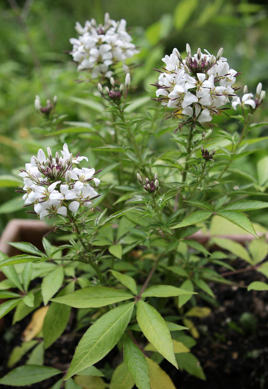 Photo of Spider Flower