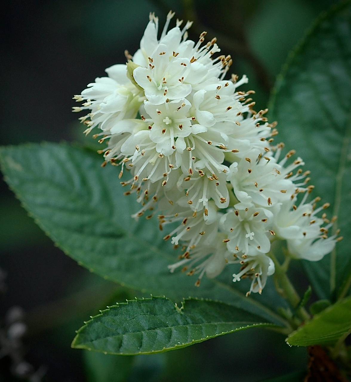 Photo of Sweet Pepperbush