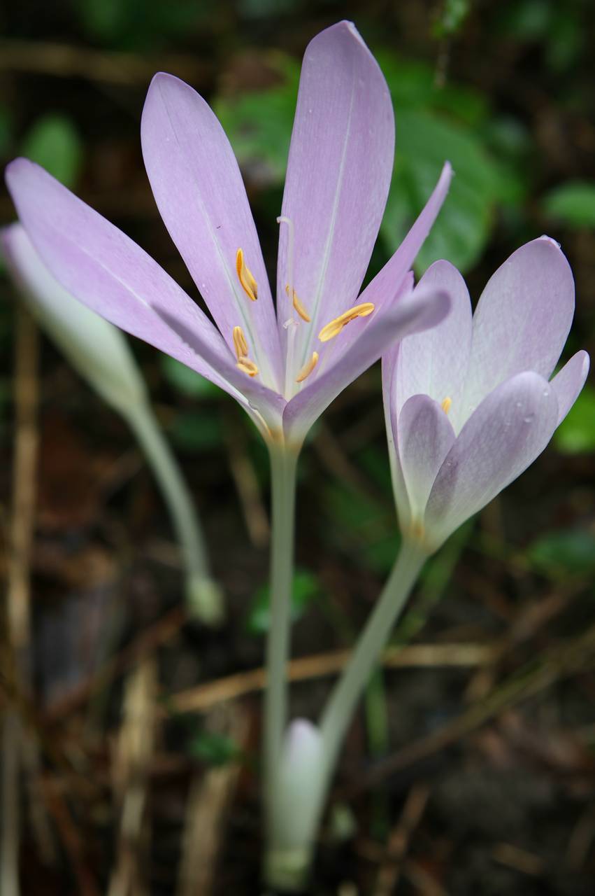 Photo of Autumn Crocus