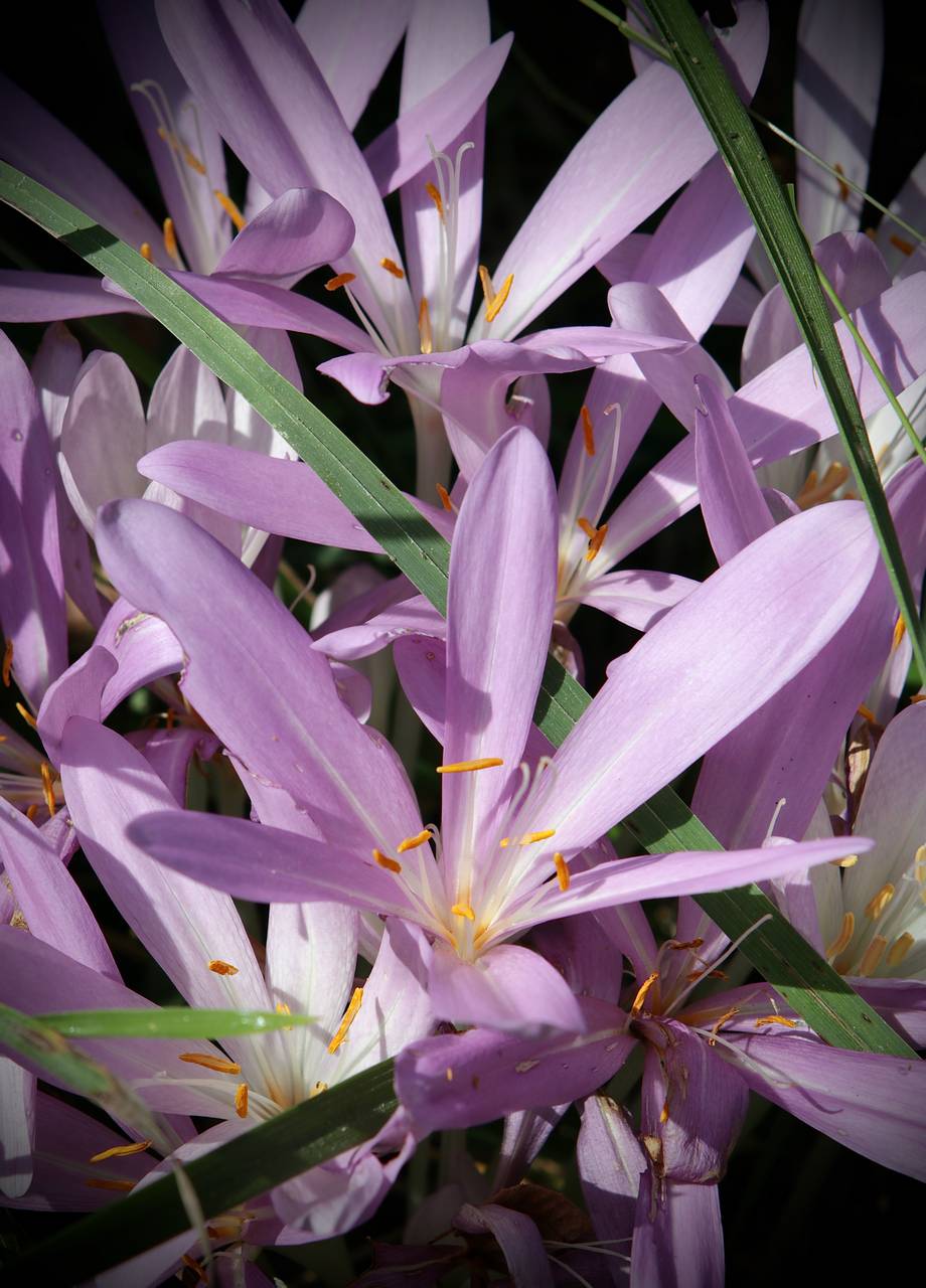 Photo of Autumn Crocus