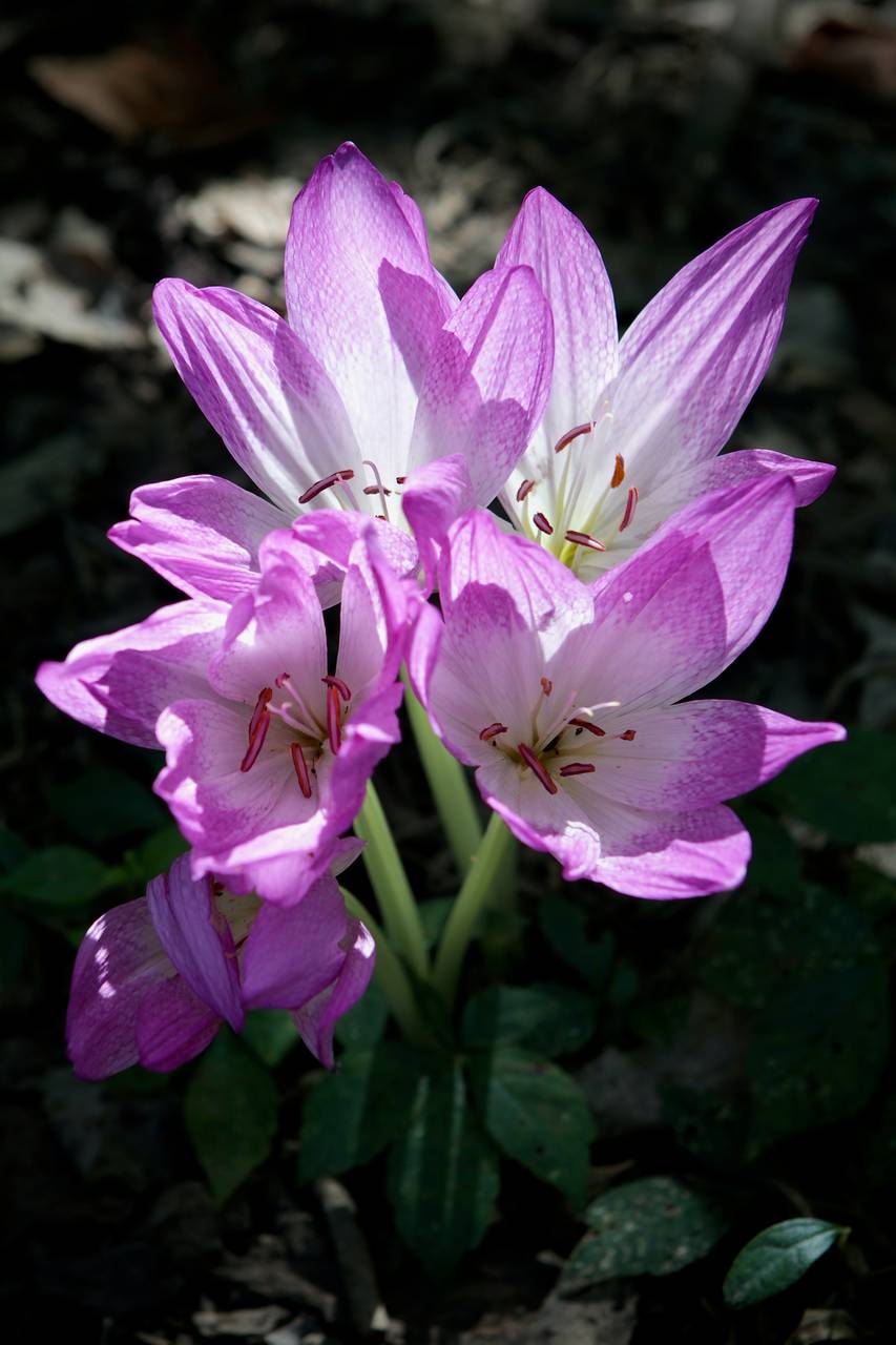 Photo of Autumn Crocus