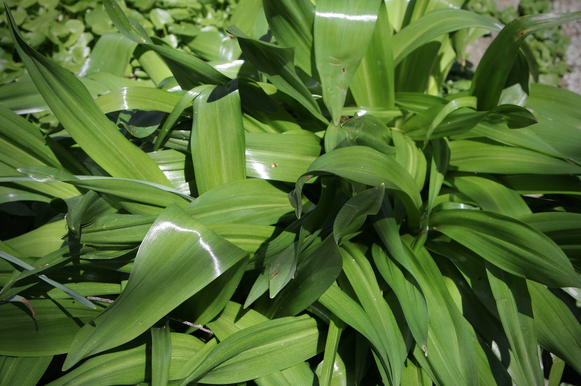 Photo of Autumn Crocus