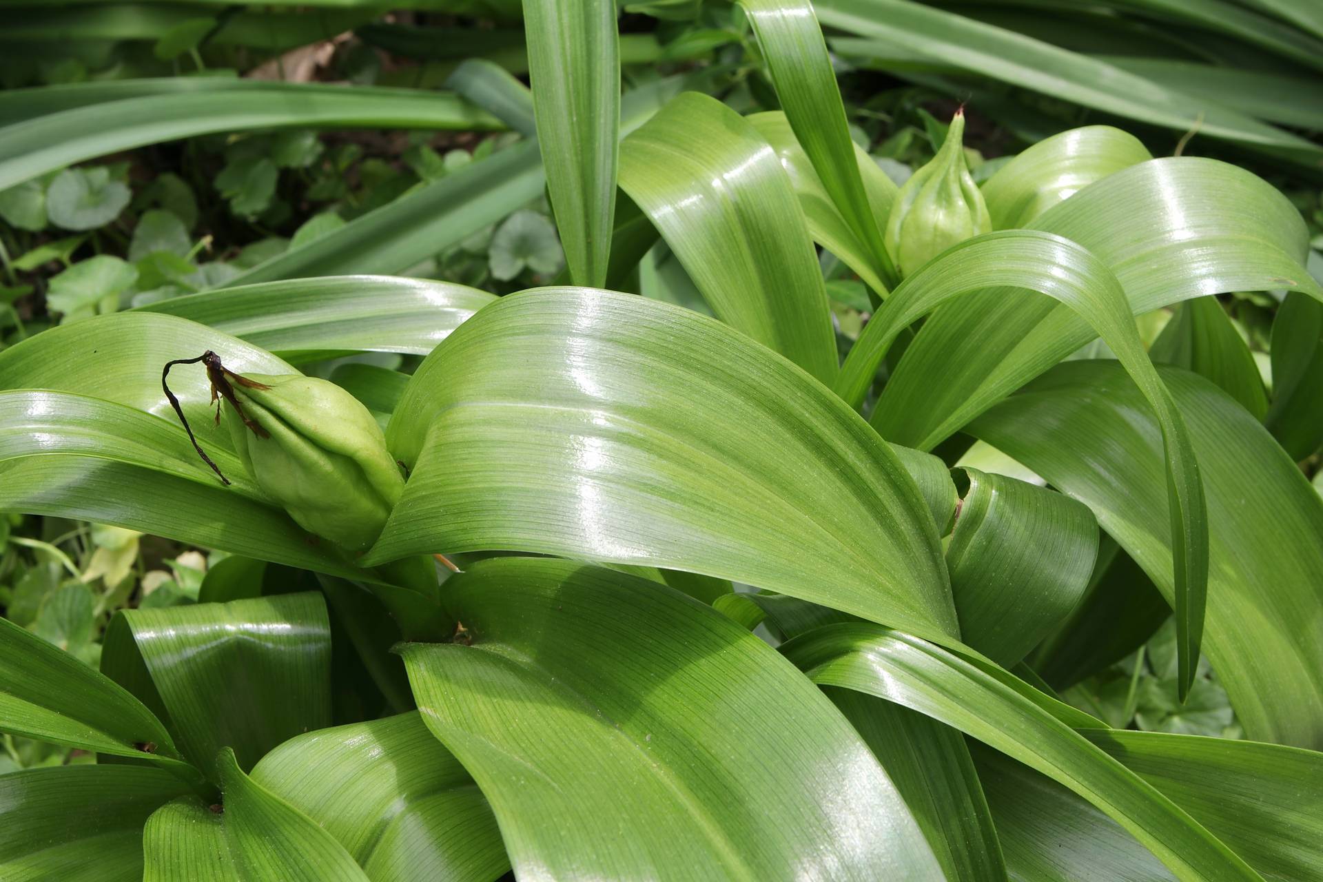 Photo of Autumn Crocus