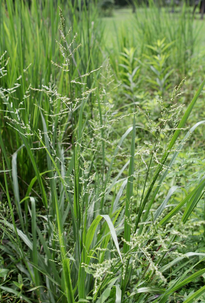 Photo of Beaked Panicum