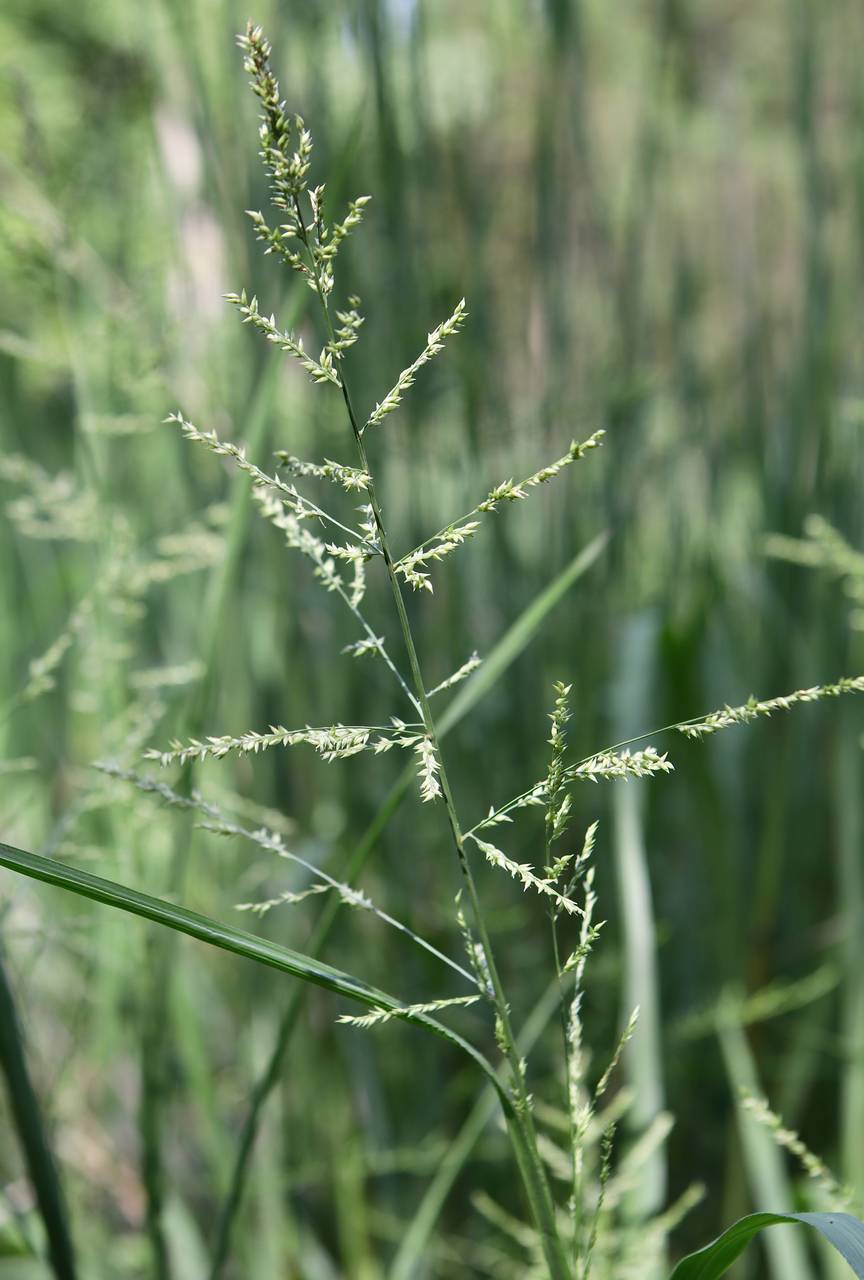 Photo of Beaked Panicum