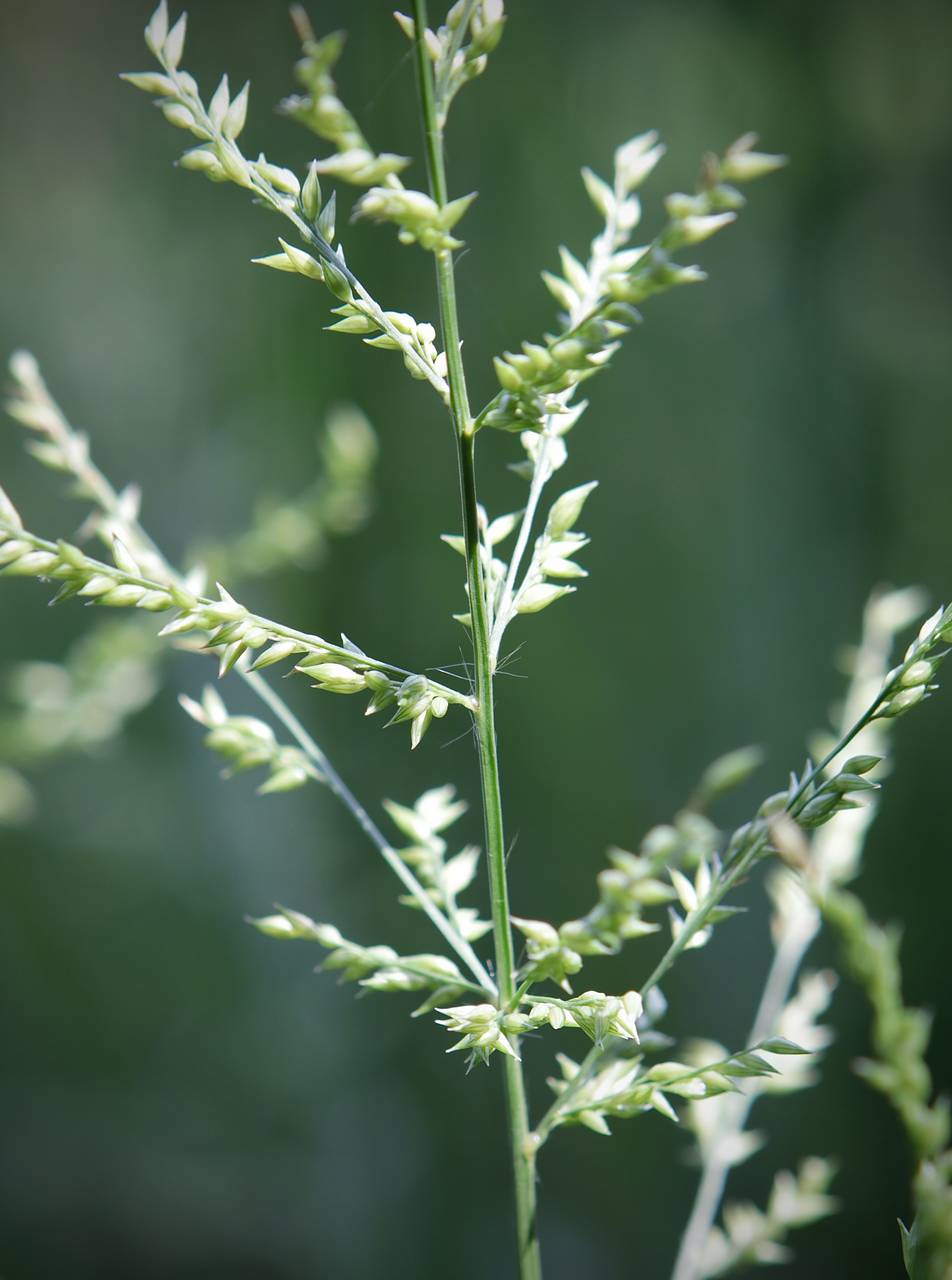 Photo of Beaked Panicum