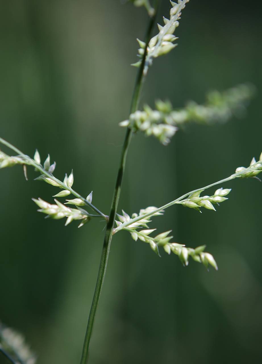 Photo of Beaked Panicum