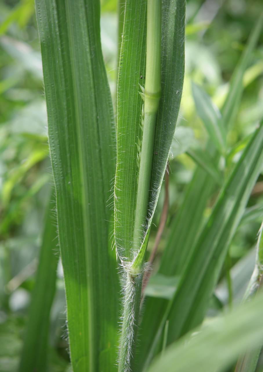 Photo of Beaked Panicum