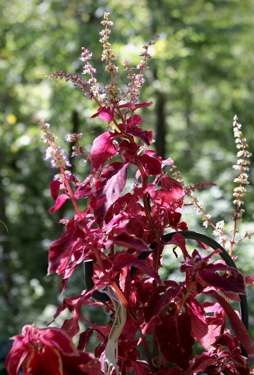 Photo of Coleus