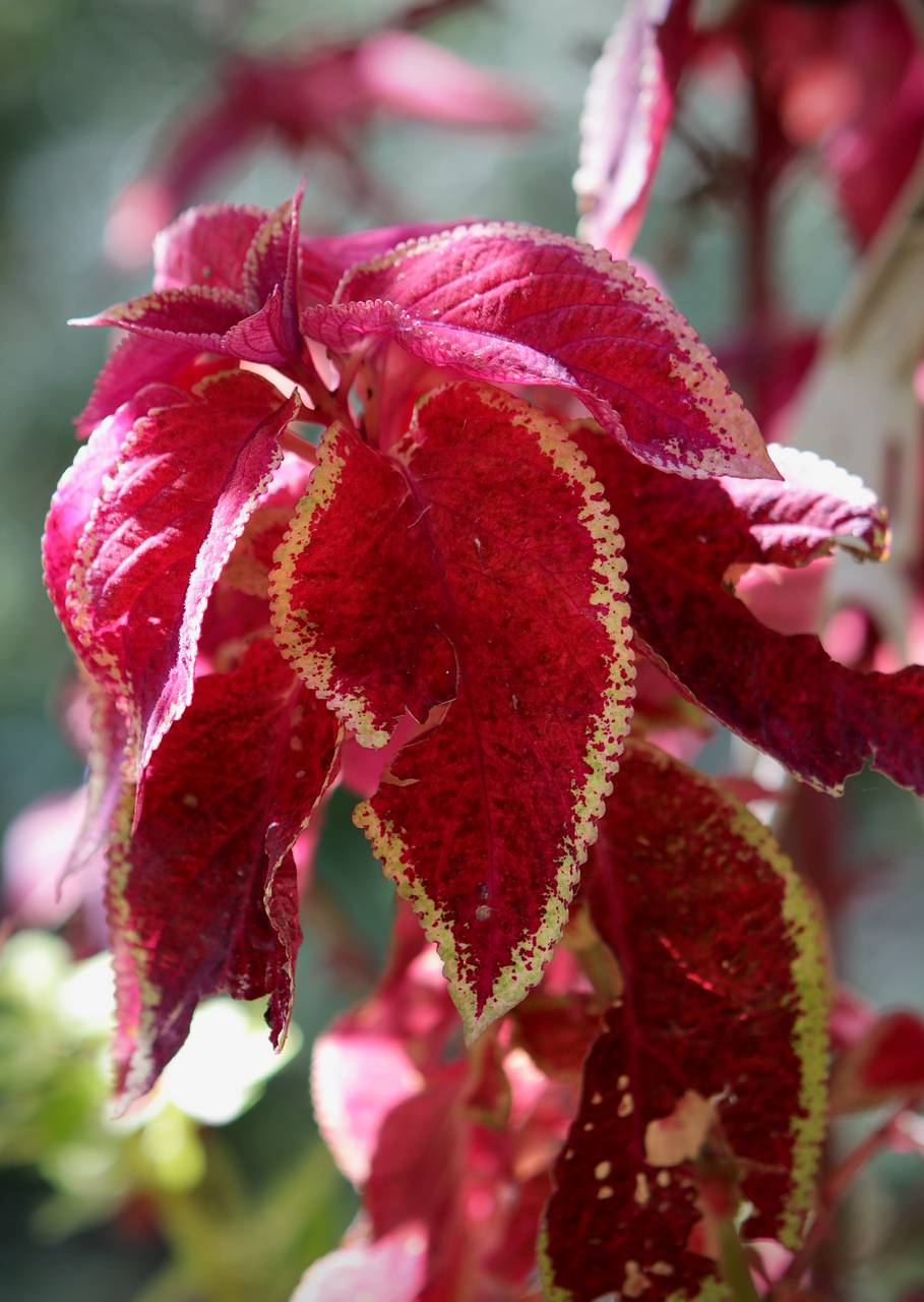 Photo of Coleus