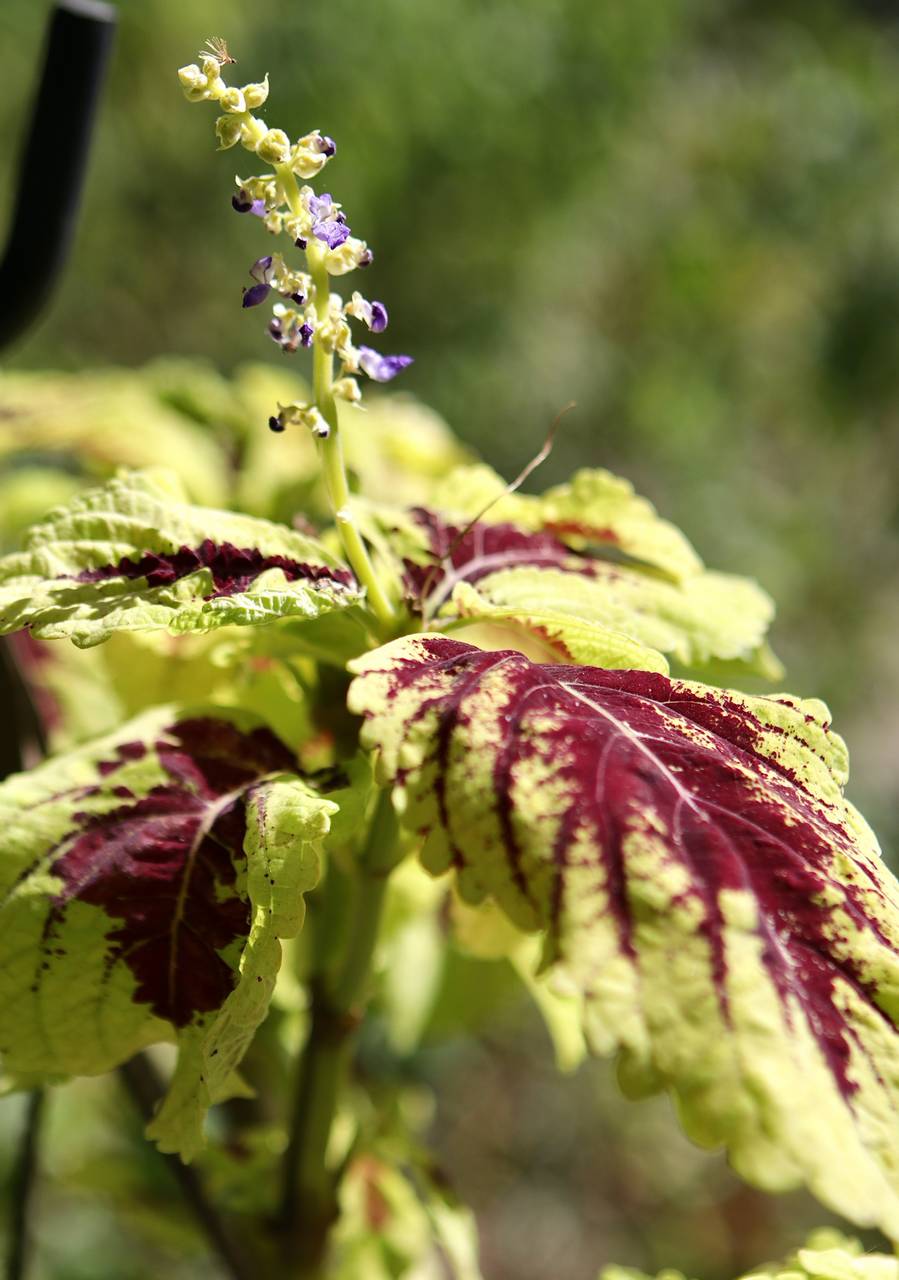 Photo of Coleus