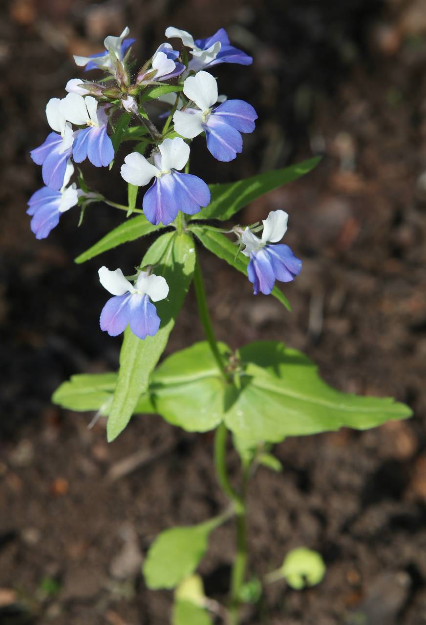 Photo of Blue-Eyed Mary