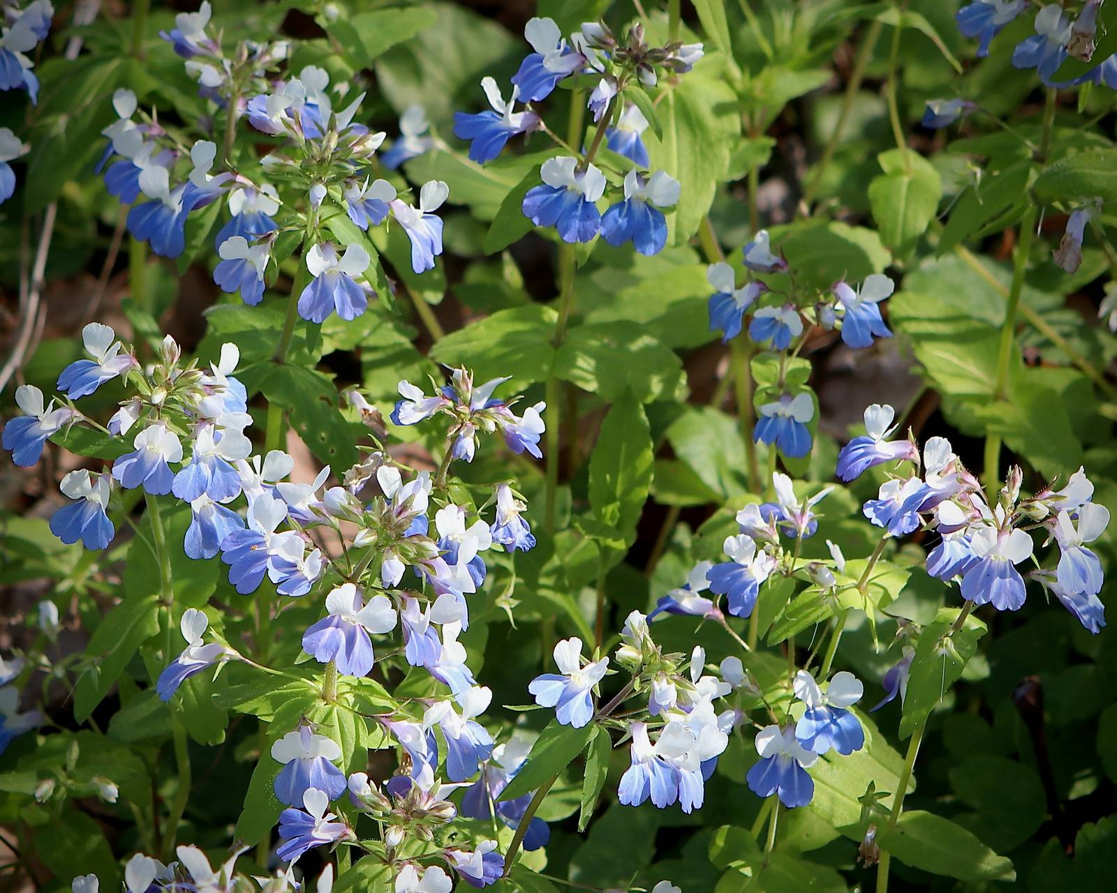 Photo of Blue-Eyed Mary