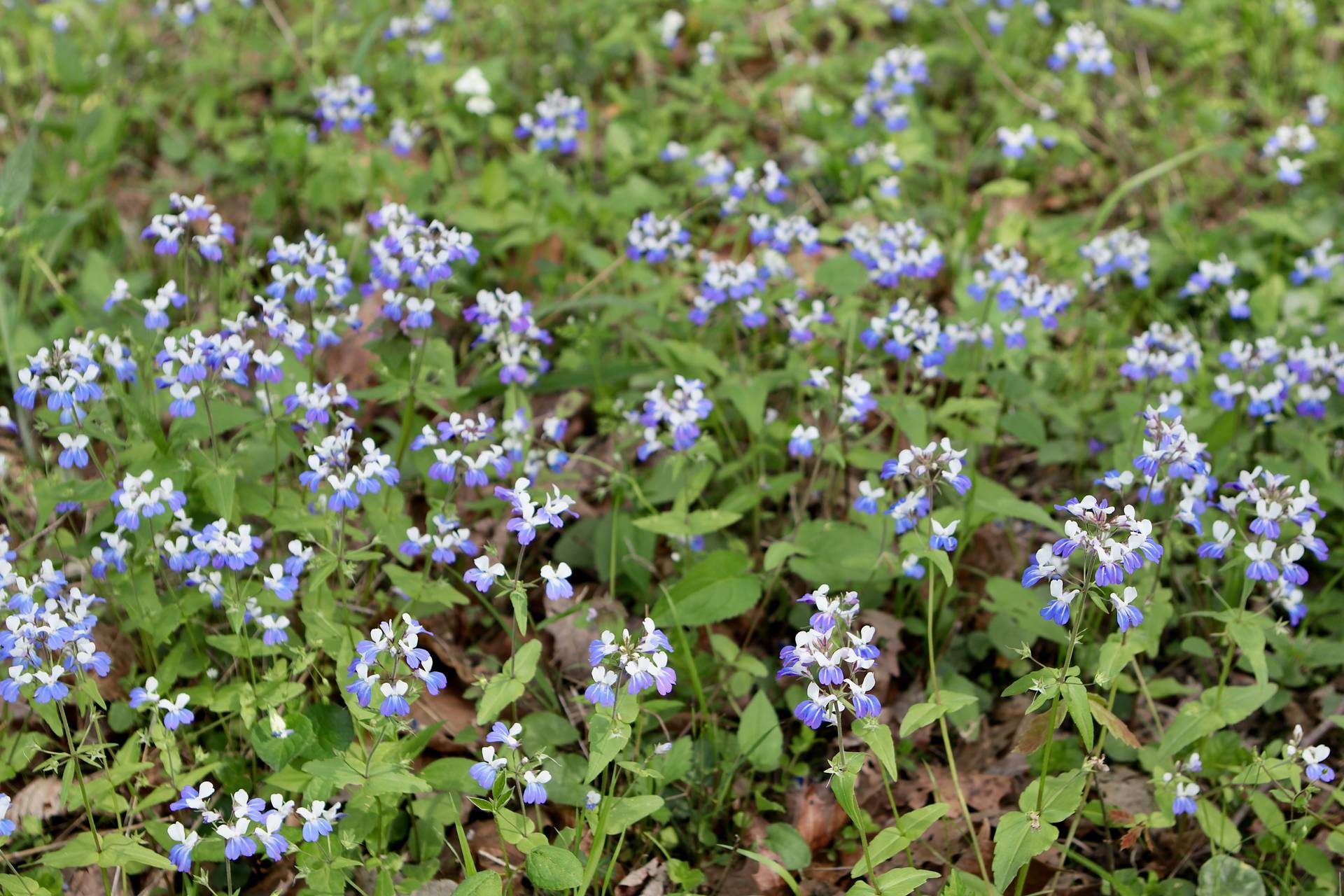 Photo of Blue-Eyed Mary