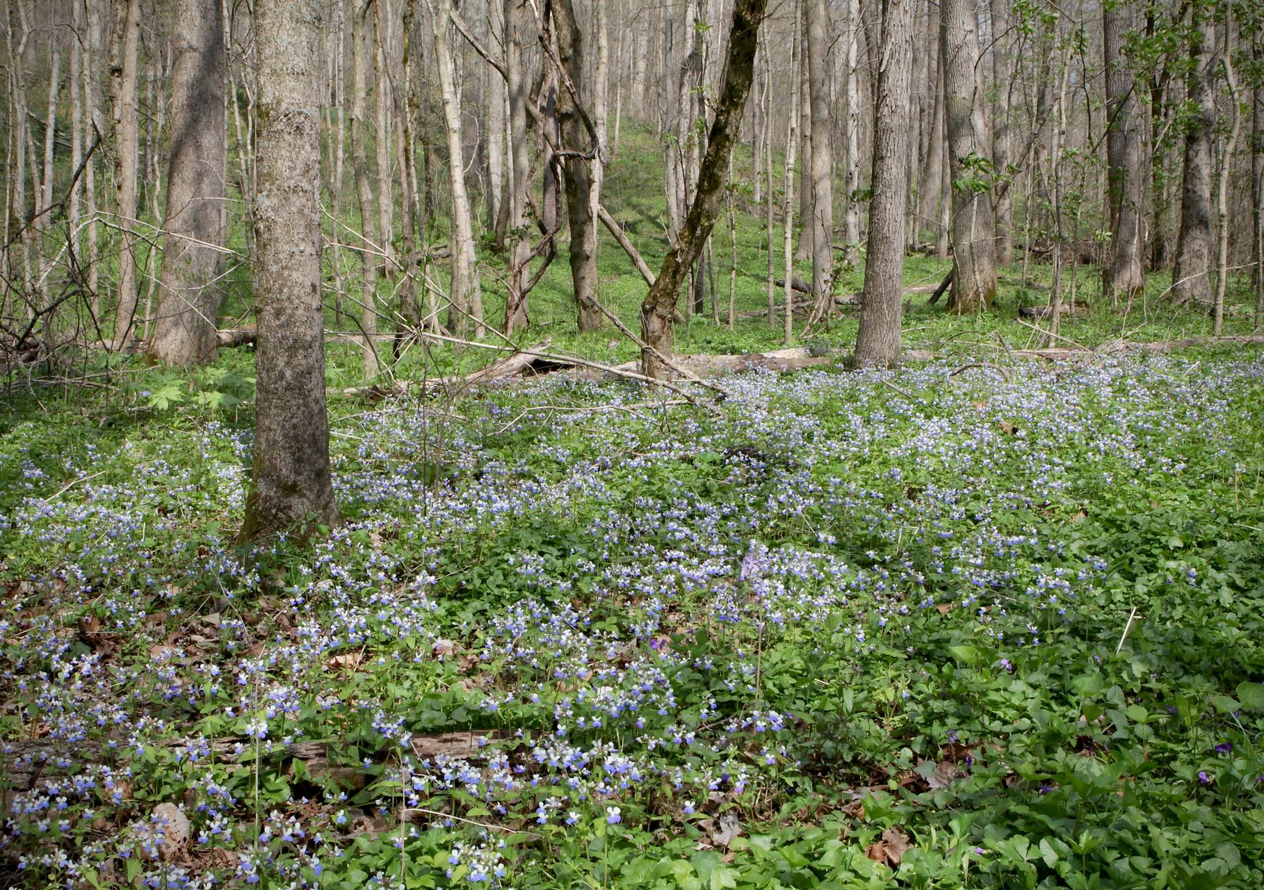 Photo of Blue-Eyed Mary