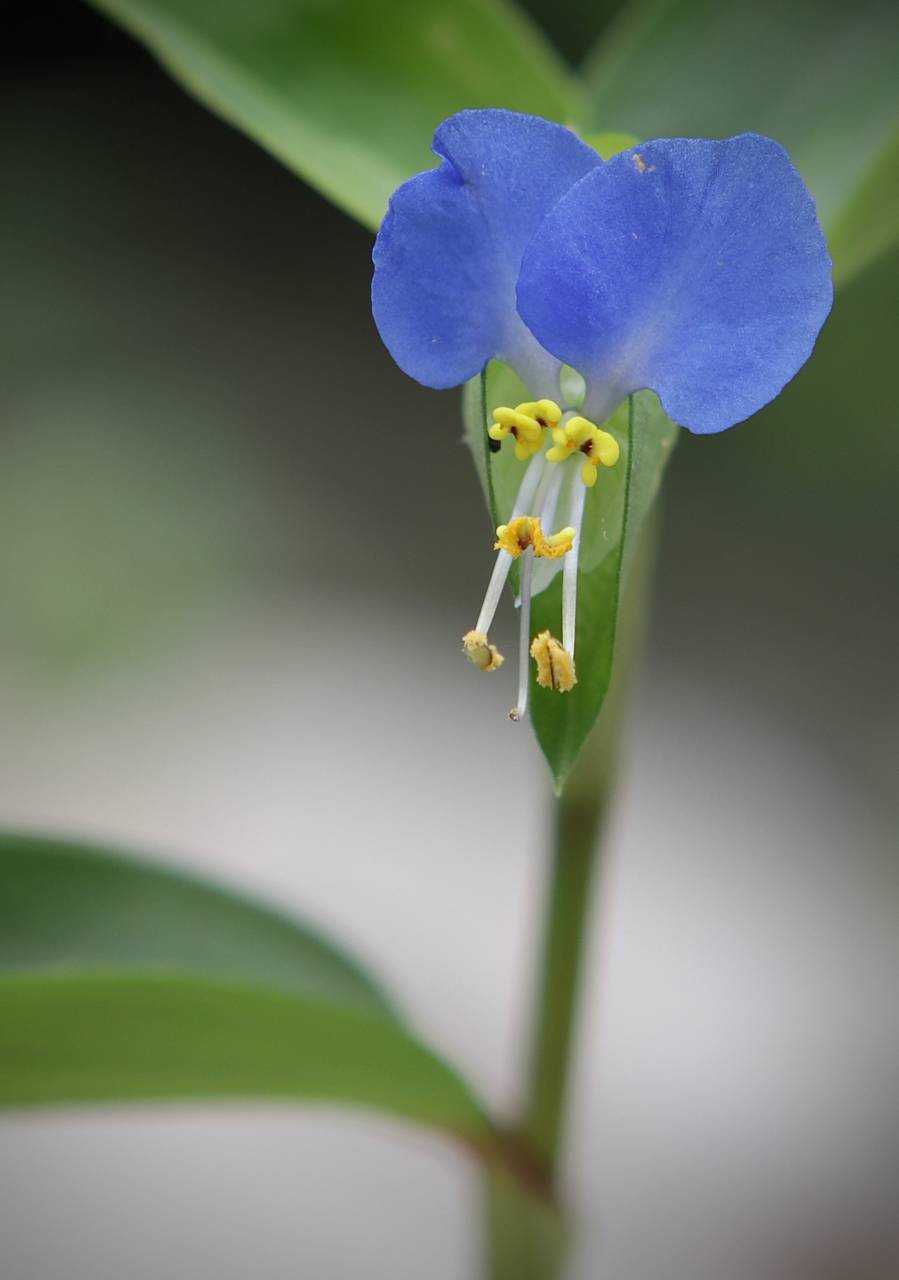 Photo of Asiatic Dayflower