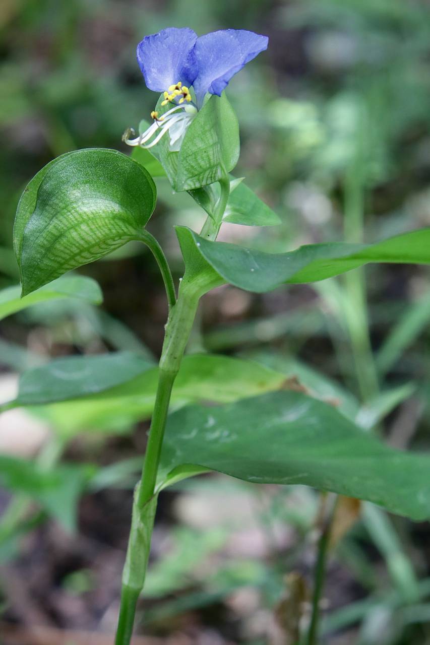 Photo of Asiatic Dayflower