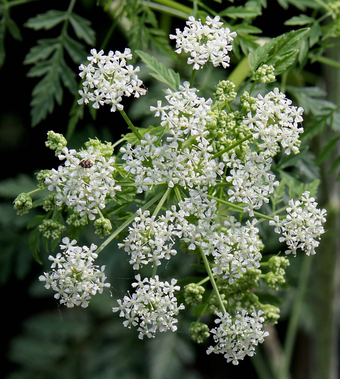 Photo of Poison Hemlock