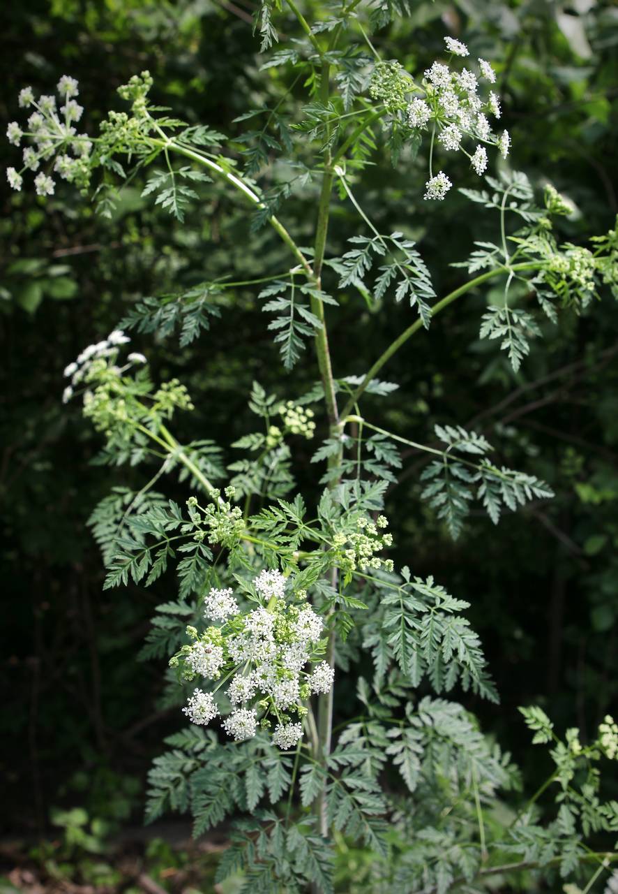 Photo of Poison Hemlock