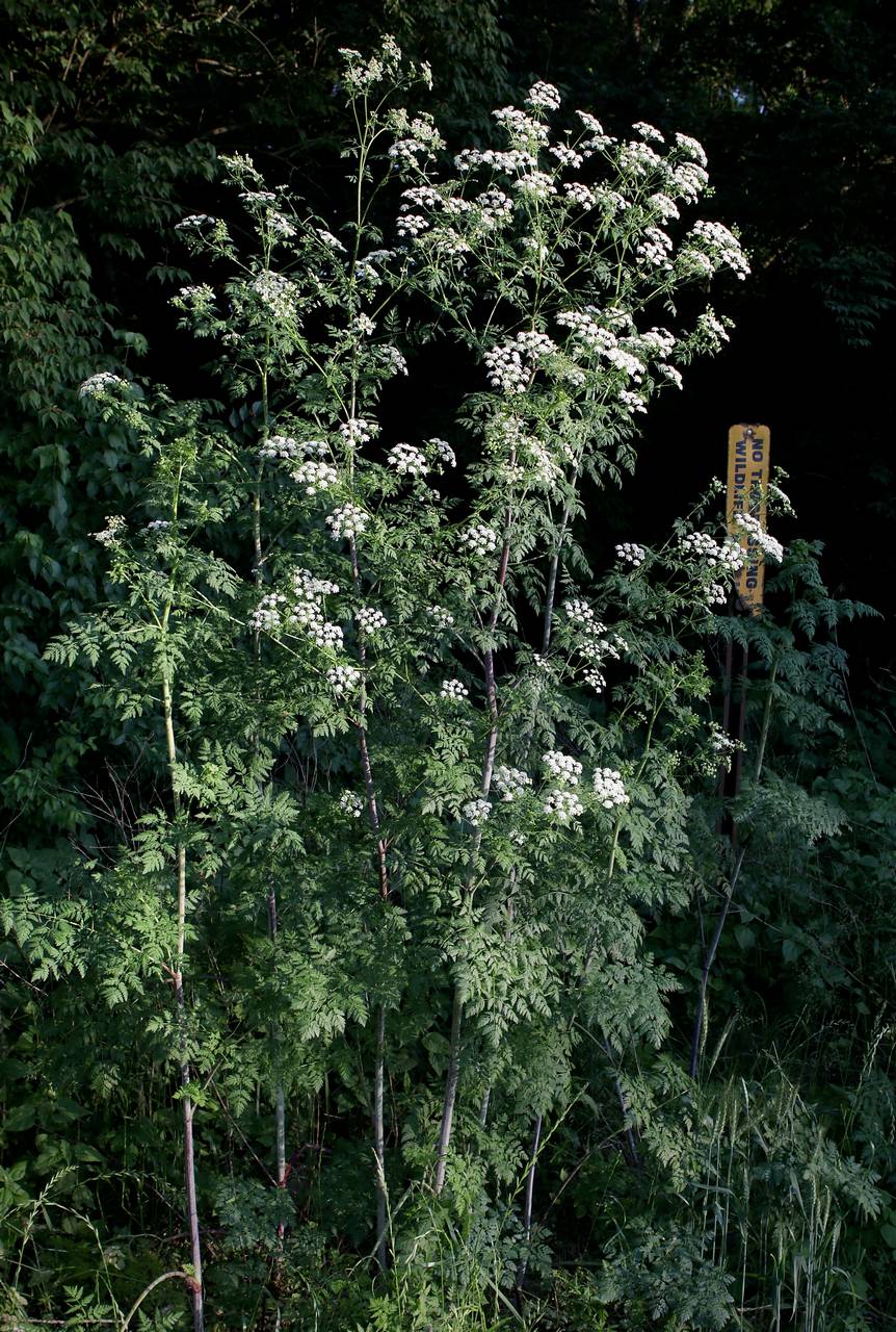 Photo of Poison Hemlock