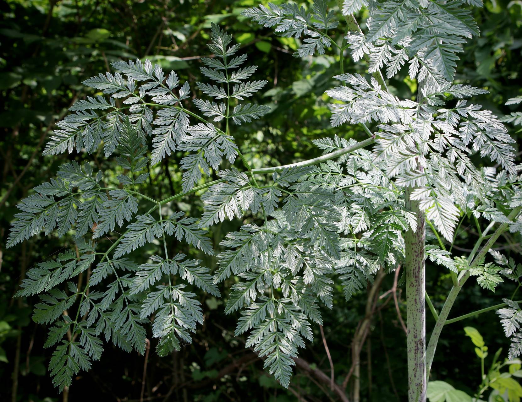 Photo of Poison Hemlock