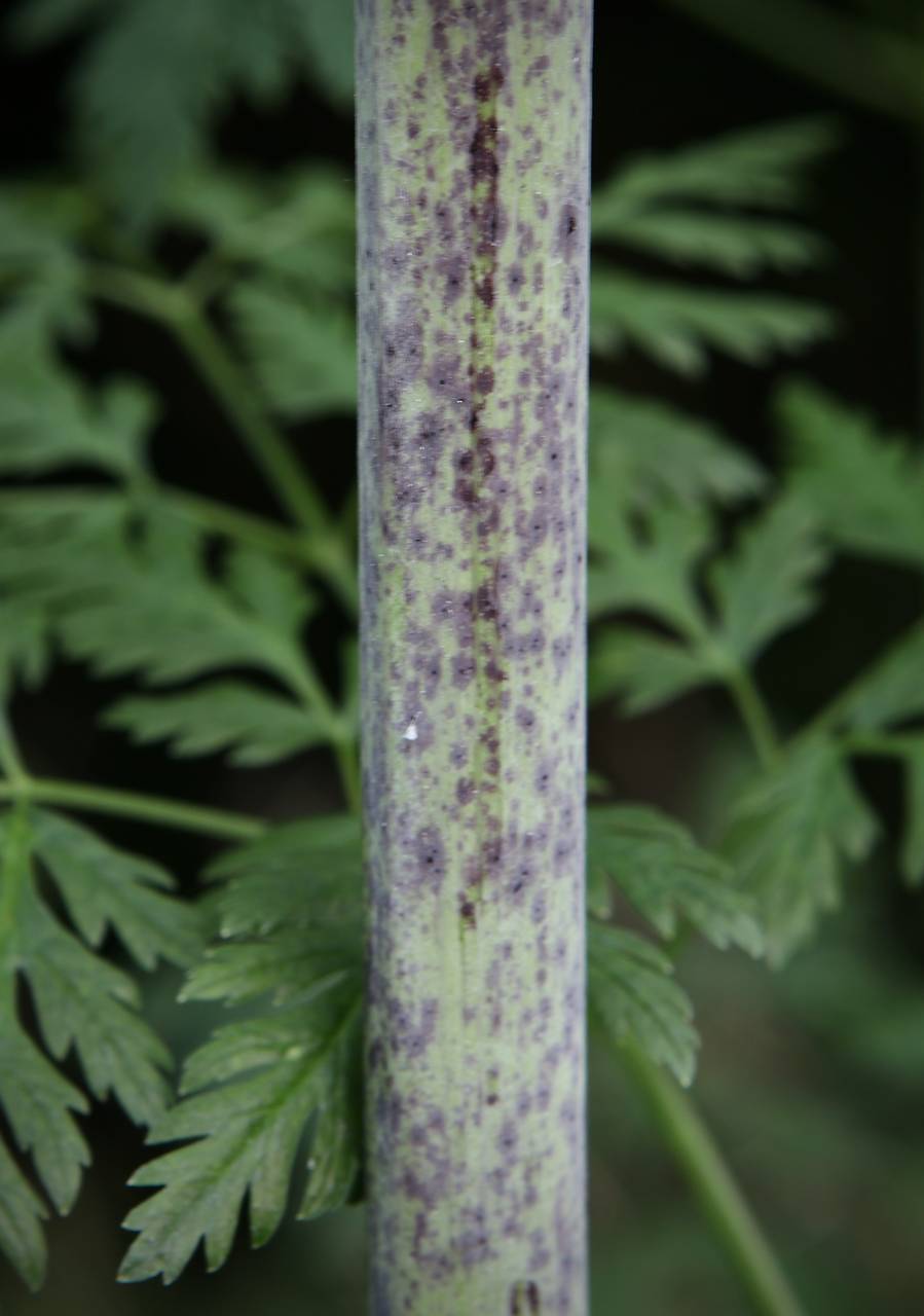 Photo of Poison Hemlock