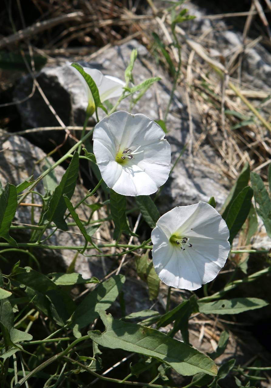 Photo of Field Bindweed