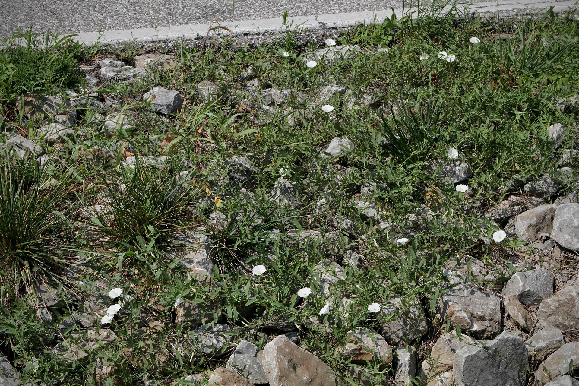 Photo of Field Bindweed