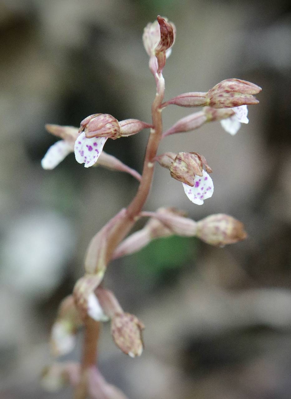 Photo of Wister's Coralroot