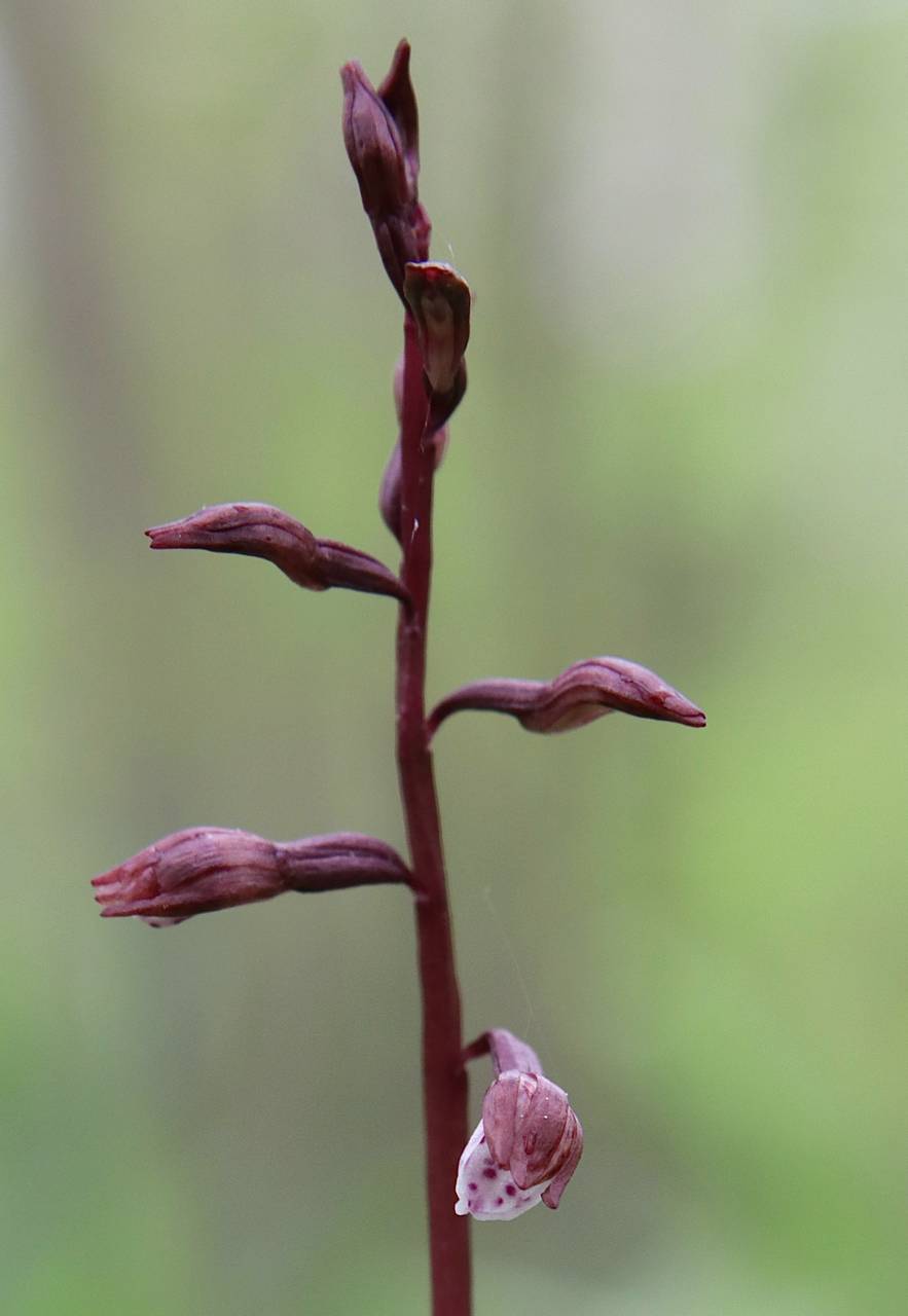 Photo of Wister's Coralroot