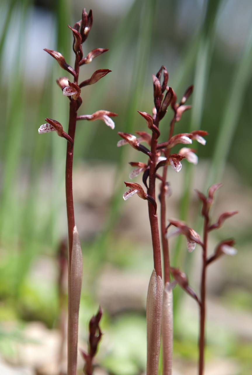 Photo of Wister's Coralroot