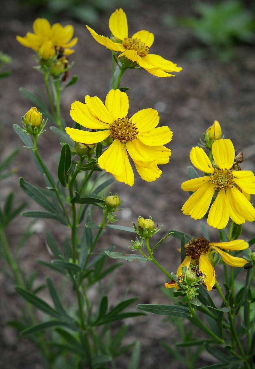 Photo of Prairie Coreopsis
