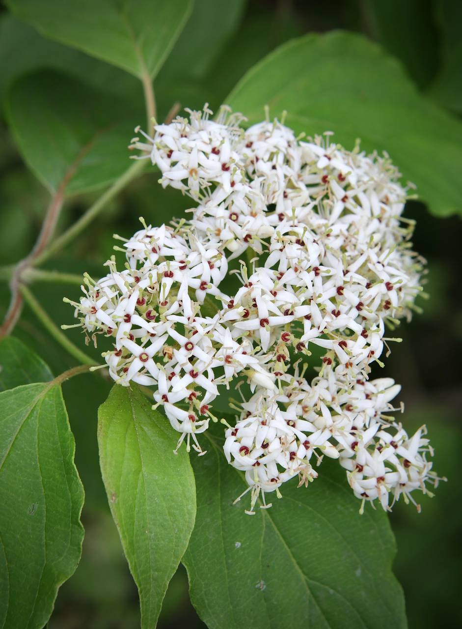 Photo of Silky Dogwood