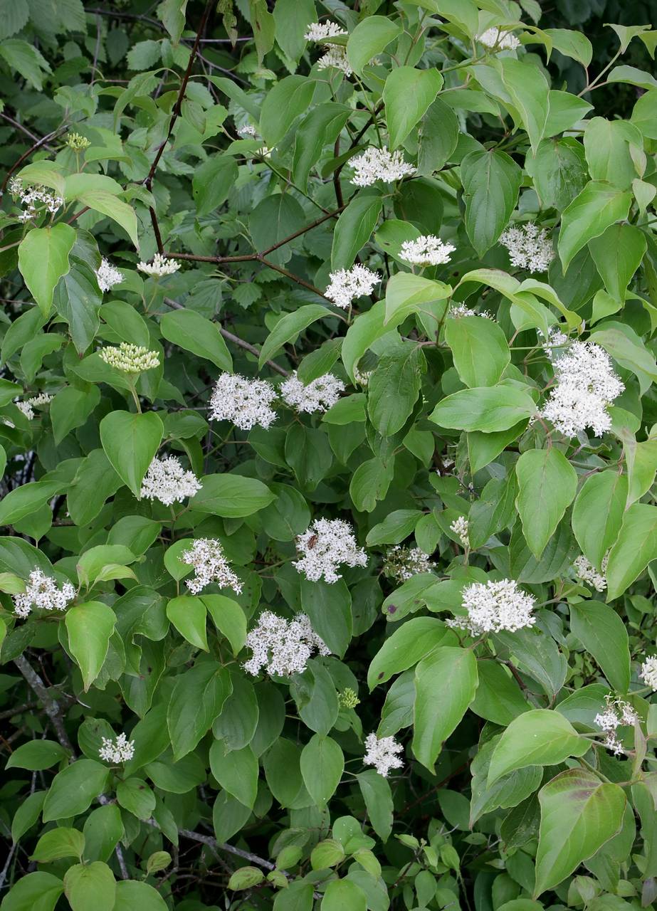 Photo of Silky Dogwood