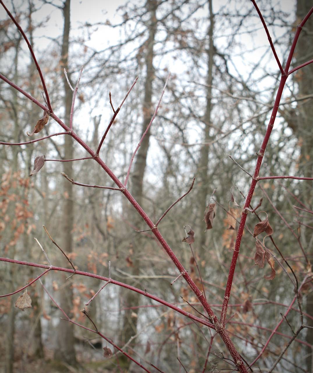 Photo of Silky Dogwood