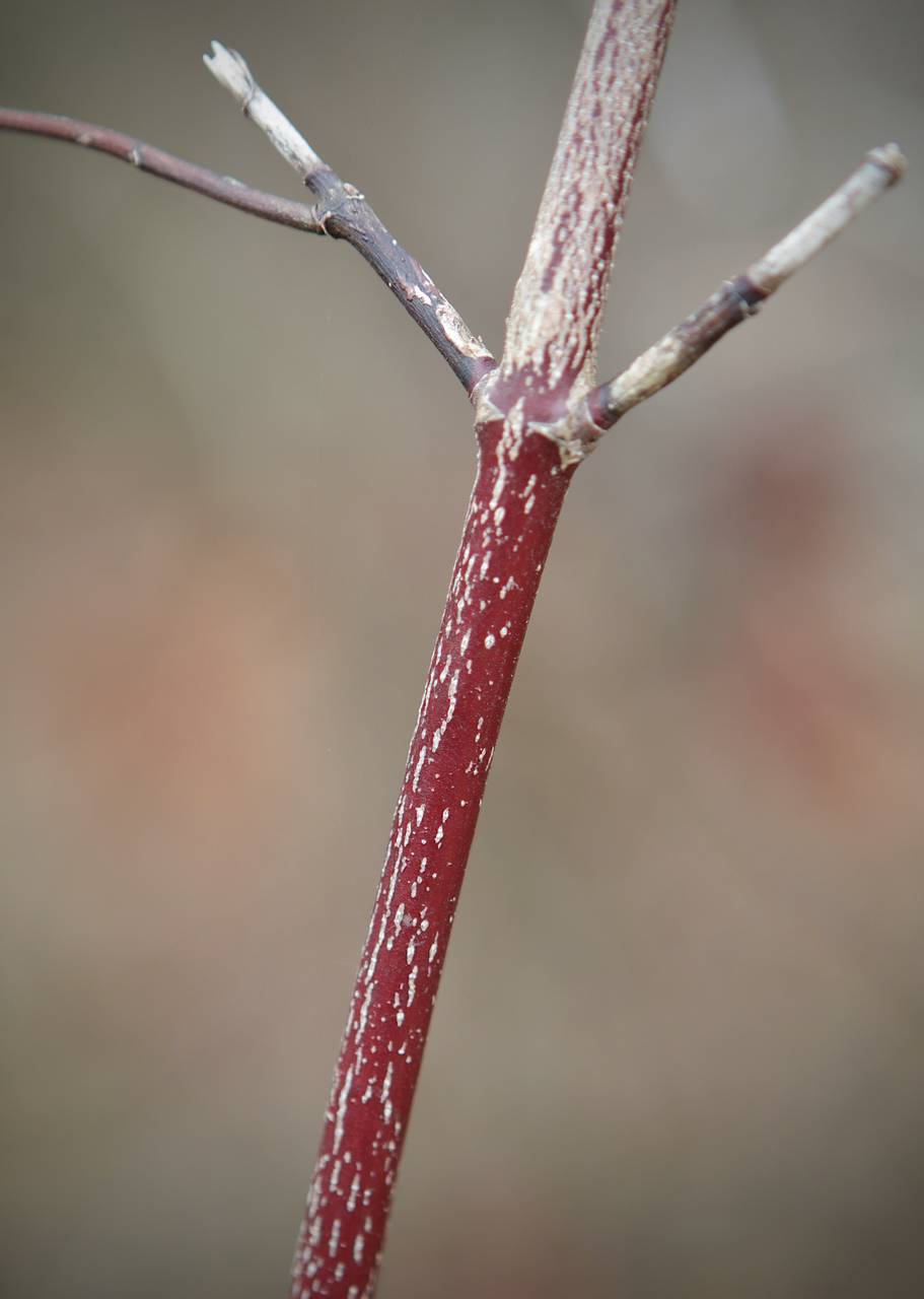 Photo of Silky Dogwood